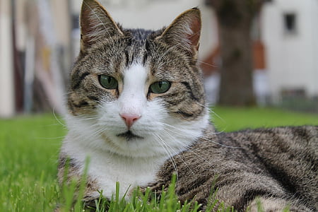 brown tabby cat lying on green grass during daytime