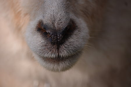 shallow focus photo of animal nose