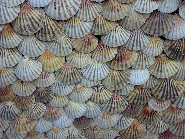 sea shell decor lot