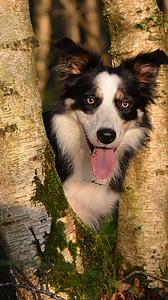 long-coated black and white dog in brown tree log