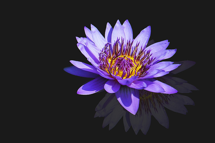 macro photography of a purple flower