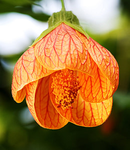 orange Chinese lantern flower closeup photography