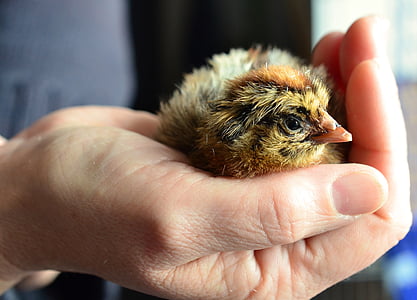 person holding yellow and brown chick