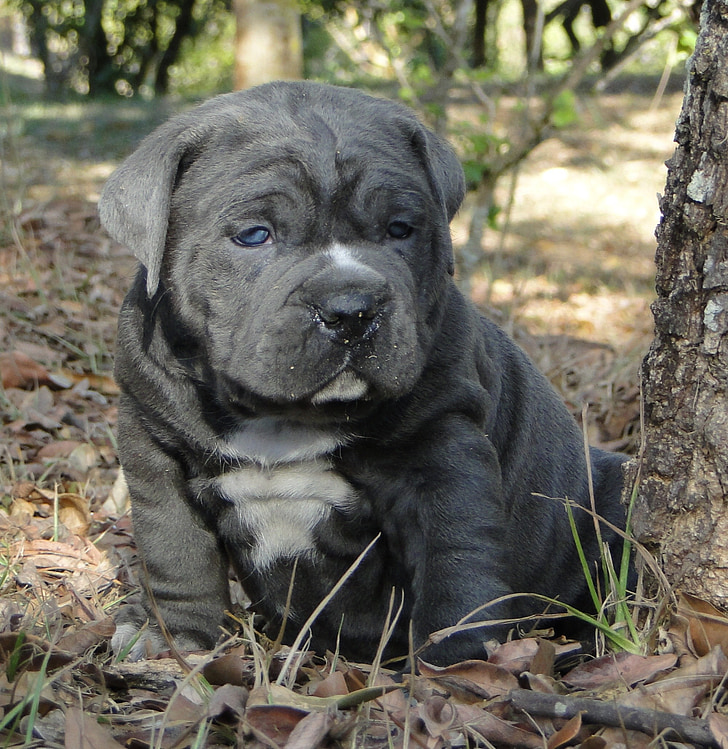 blue and white American bully puppy