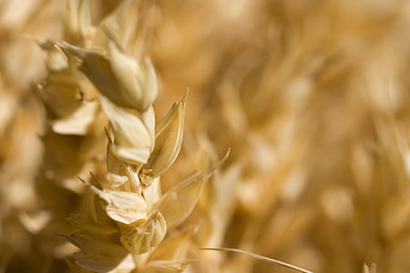 macro photography of brown wheat