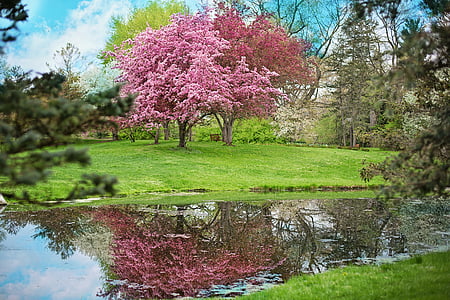 pink cherry blossom trees