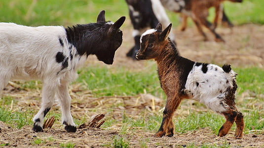 two kid goats on brown and green grass field