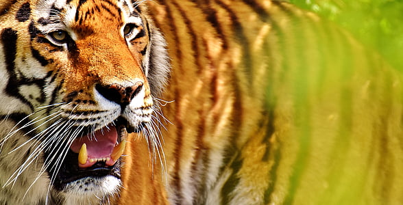 selective photograph of Tigress