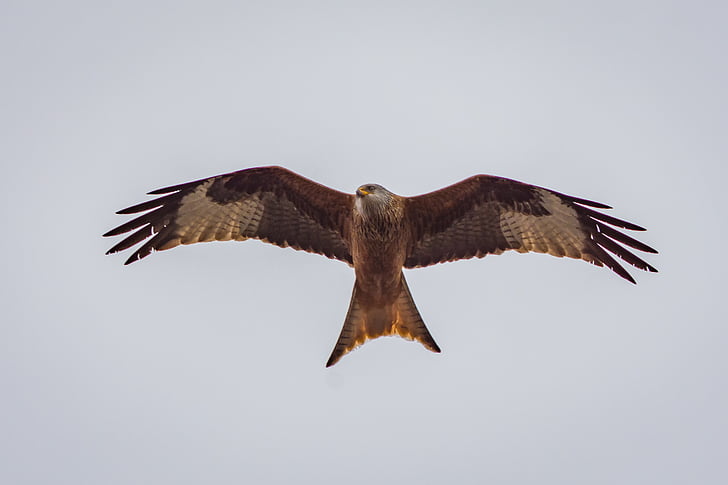 brown eagle flying