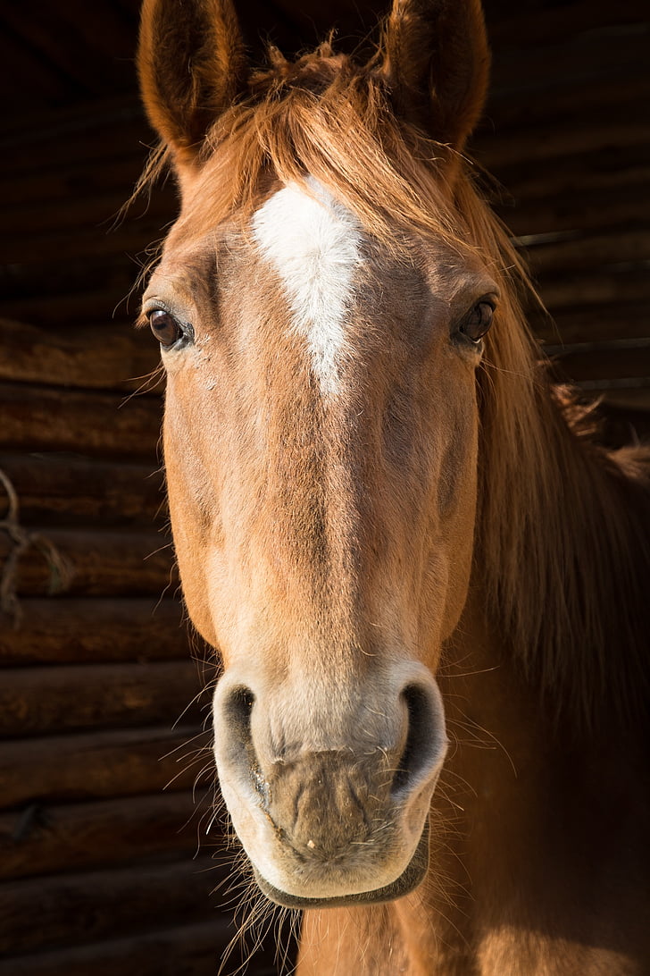 close up photo of horse's head