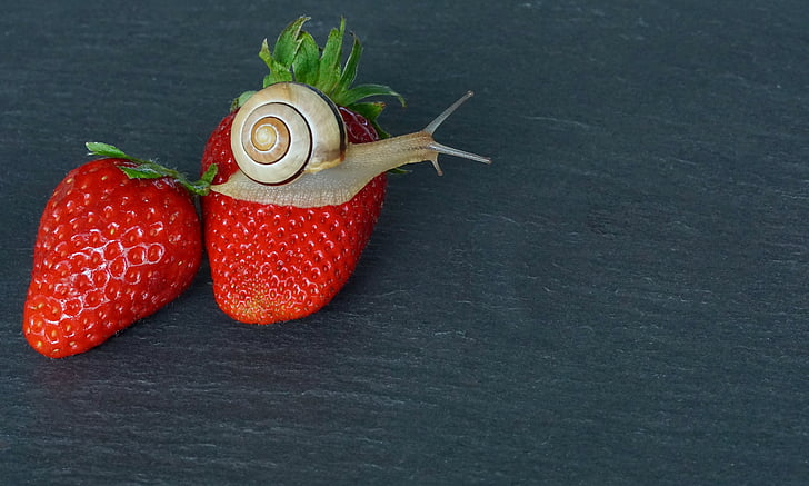 snail on red strawberry