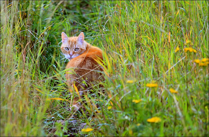 orange cat on grass field during daytime
