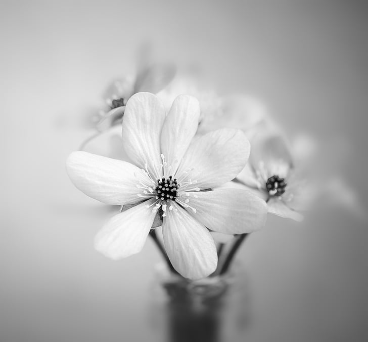 grayscale photography of 7-petaled flower