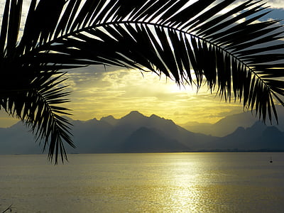 silhouette photography of palm leaf near body of water during golden hour
