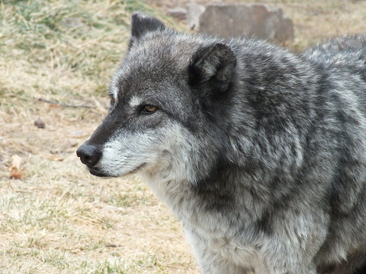 shallow focus photography of wolf