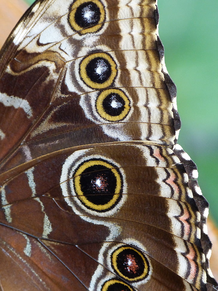 macro shot photography of butterfly