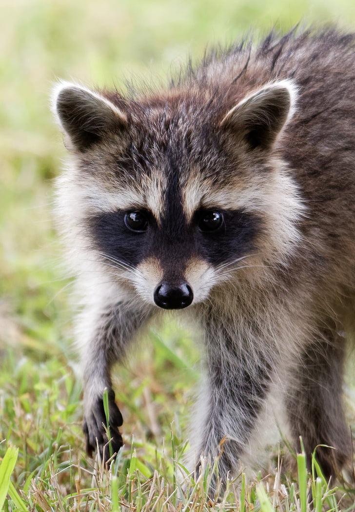 selective focus photography of gray raccoon on green grass
