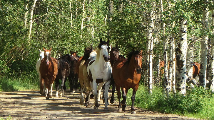 herd of horses running on forest