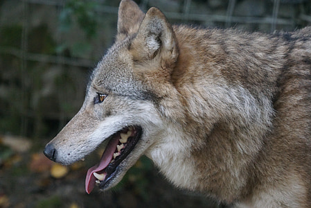 selective focus photography of brown wolf