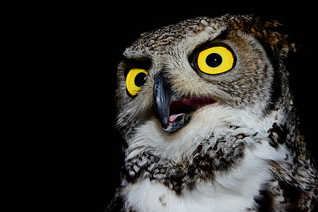 photo of an owl