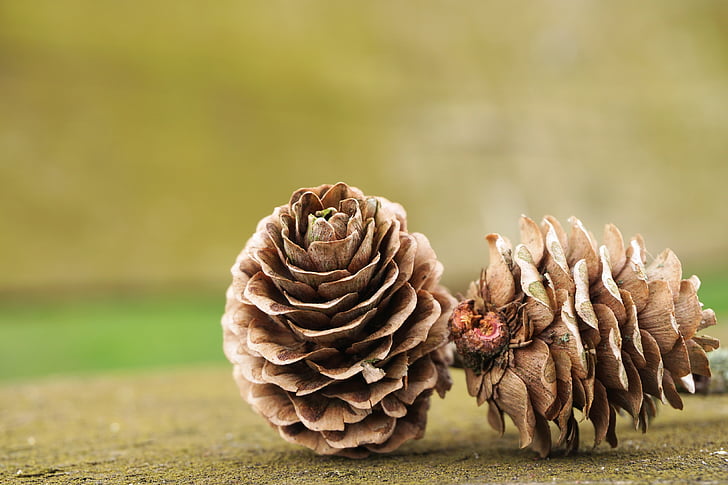 two pinecones on green surface