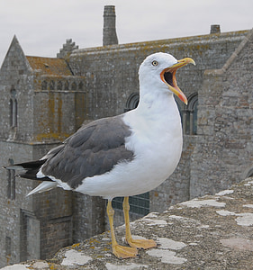 seagull on top of house