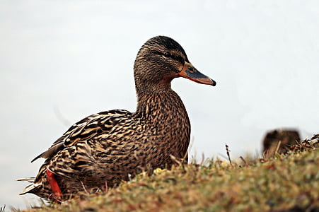 closeup photography of brown duck on grass during daytime