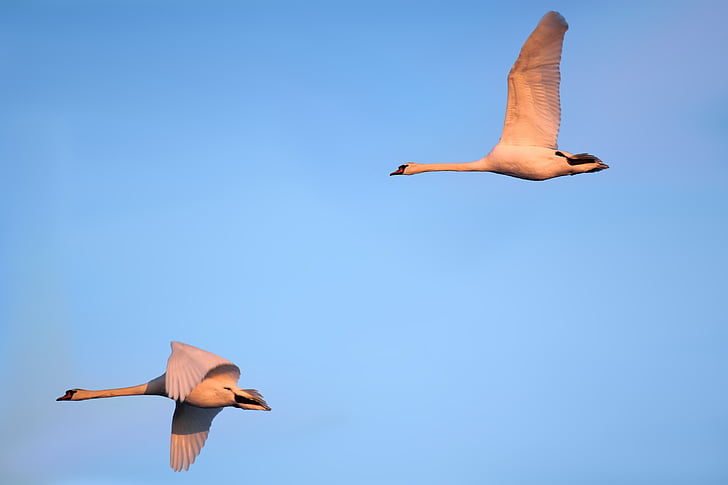two flying white long-necked birds