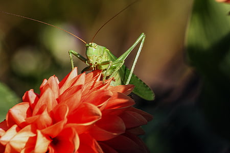 selective focus photography of green grasshopper perched on pink petaled flower