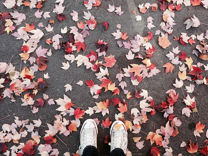 person wearing white sneakers surrounded by assorted-color maple leaves on concrete pavement