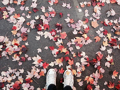 person wearing white sneakers surrounded by assorted-color maple leaves on concrete pavement