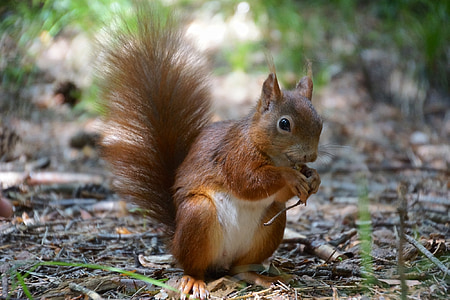 squirrel, eat, cute, food, nut, nature
