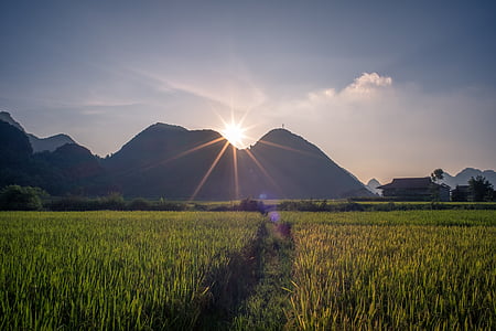 rice field near mountain