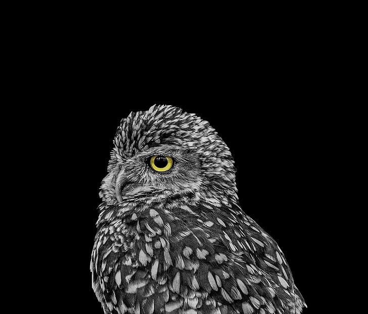 focus photo of black and gray owl