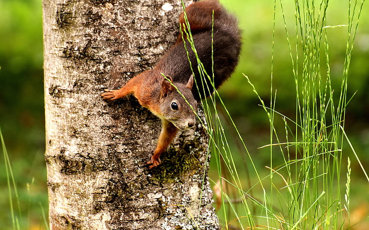 tilt shift lens photography of squirrel on tree