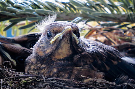 brown bird in bird's nest