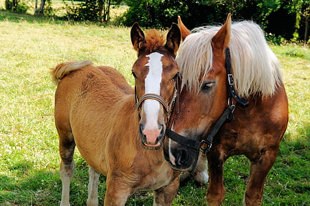 two brown horses near plant