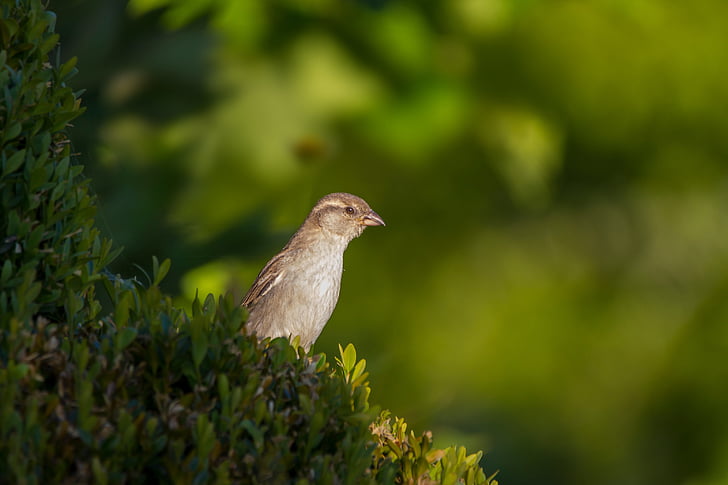 focus photography of gray bird on green plant