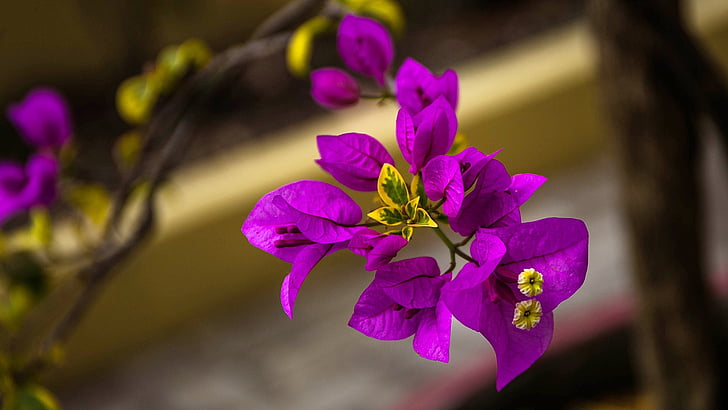 purple bougainvillea flower in closeup photo