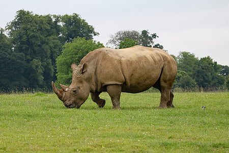 brown rhinoceros on green lawn
