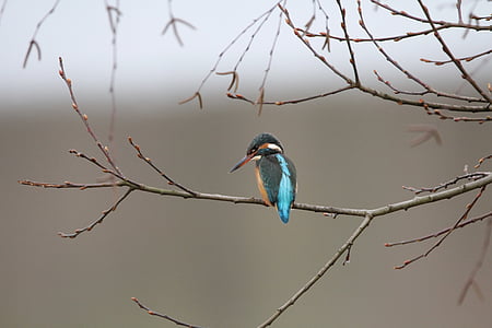 selective photography of medium-beaked black and blue bird