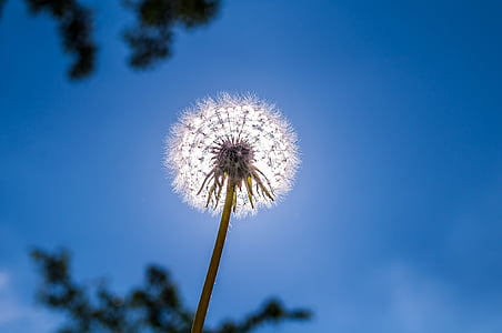 low angle photo of dandelion flower under blue sky at daytime