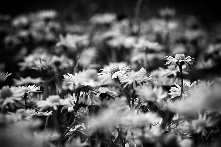photography of daisy flowers
