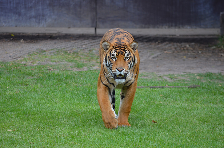 Bengal tiger stands on grass lawn