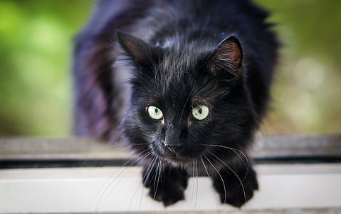 selective focus photography of black cat