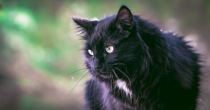 black lynx cat
