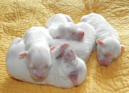 five white puppies on yellow cloth