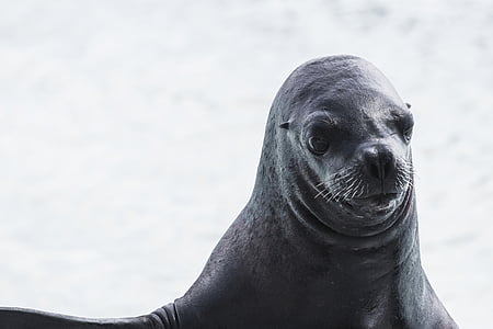 photography of sealion