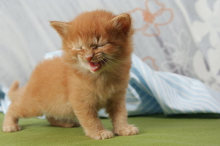 photo of orange tabby kitten