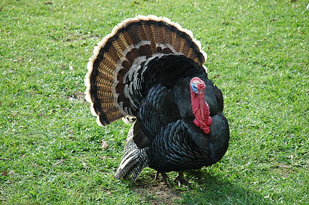photo of black and brown turkey surrounded by green grass fields